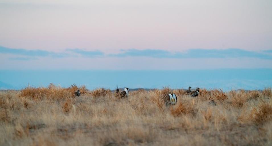 Local sage grouse working group to meet in Greybull Wyoming Game
